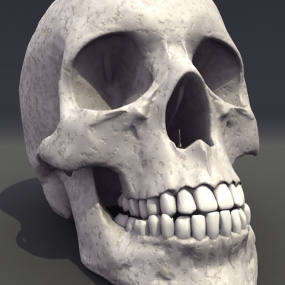 Skull Anatomy 3D model_3