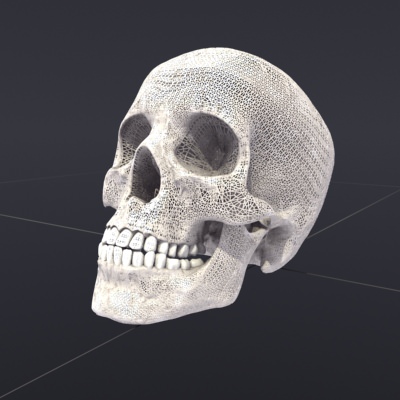 Skull Anatomy 3D model_1
