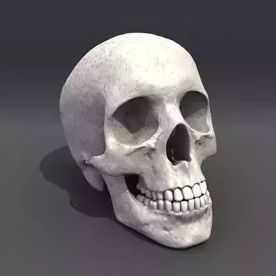 Skull Anatomy