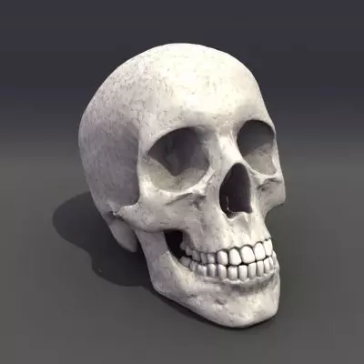 Skull Anatomy 3D model_0