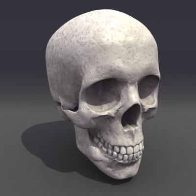 Skull Anatomy 3D model_2