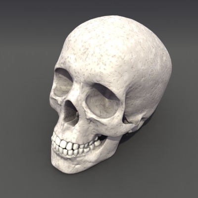 Skull Anatomy 3D model_4