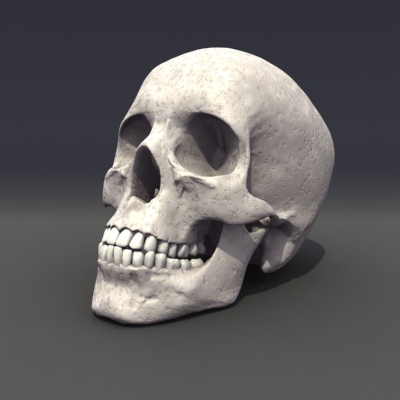Skull Anatomy 3D model_8