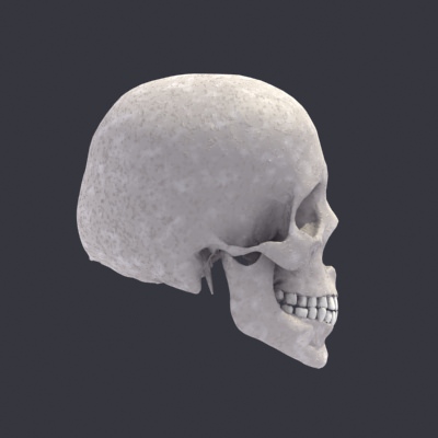 Skull Anatomy 3D model_7
