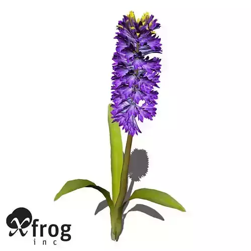 XfrogPlants Hyacinth