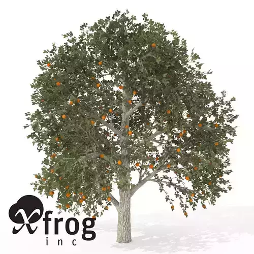 XfrogPlants Chinese Persimmon Kaki