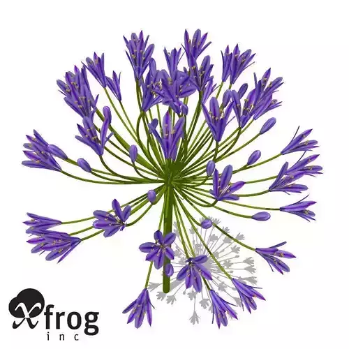 XfrogPlants Bell Agapanthus 3D model