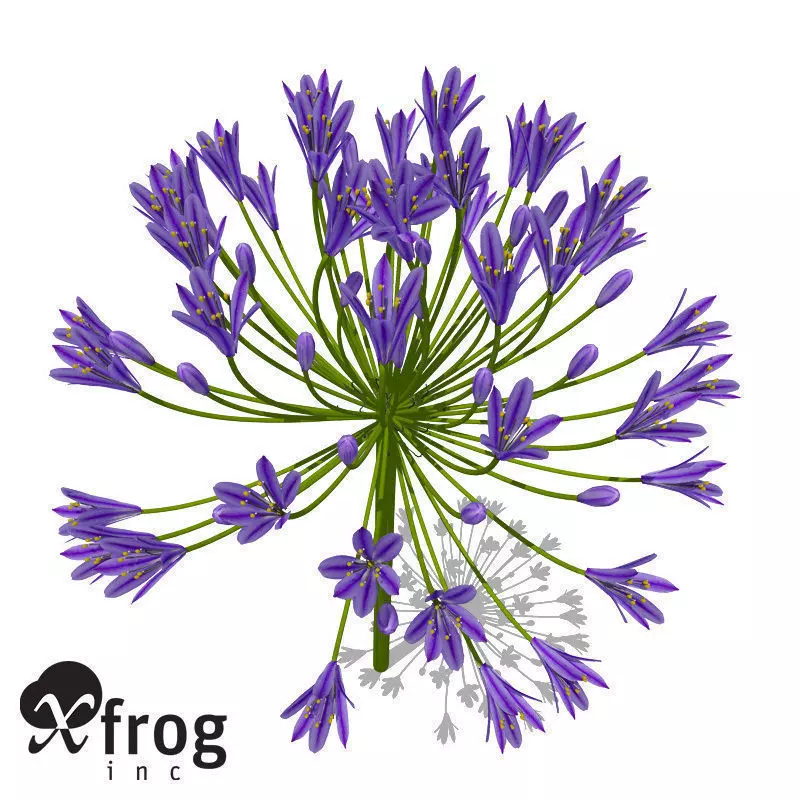 XfrogPlants Bell Agapanthus 3D model_0