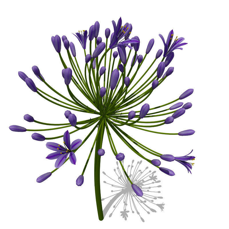 XfrogPlants Bell Agapanthus 3D model_1