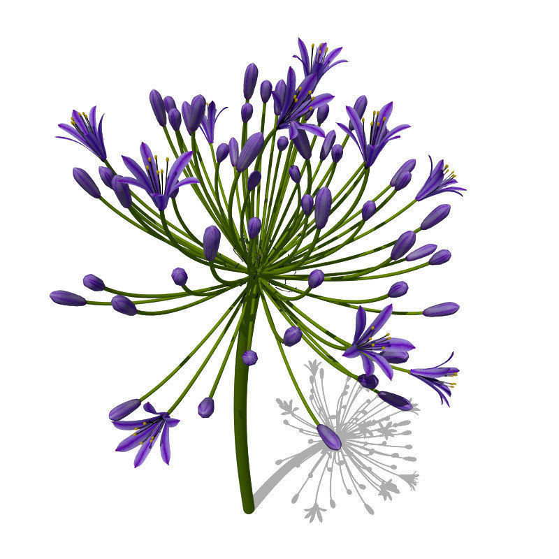 XfrogPlants Bell Agapanthus 3D model_2