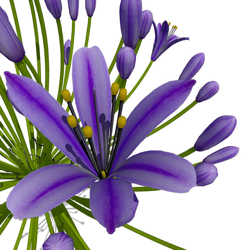XfrogPlants Bell Agapanthus 3D model_3