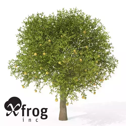 XfrogPlants Grapefruit 3D model