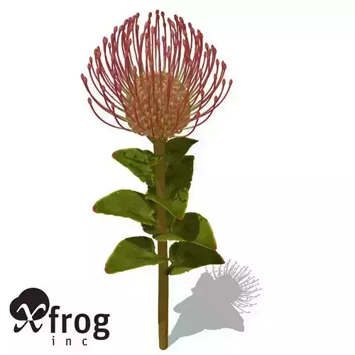 XfrogPlants Nodding Pincushion