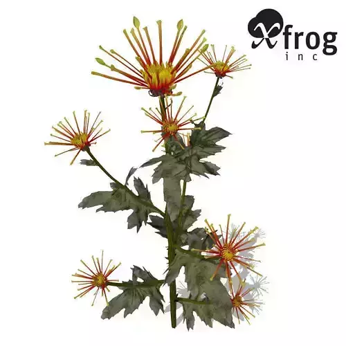 XfrogPlants Florists Chrysanthemum