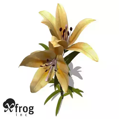 XfrogPlants Lily 3D model