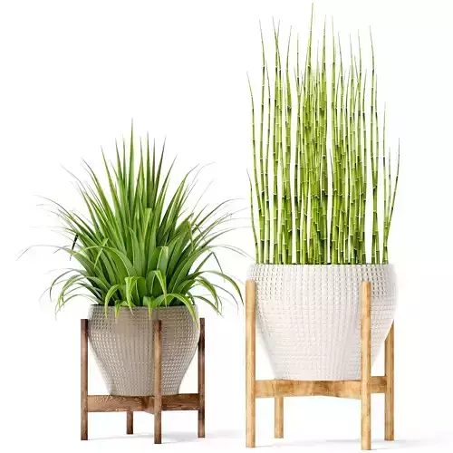 Plants collection bamboo plant in pot 3D model
