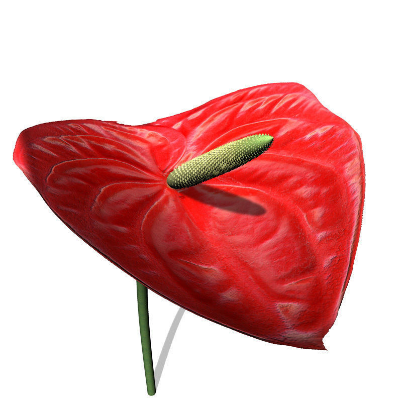 XfrogPlants Flamingo Lily 3D model_1