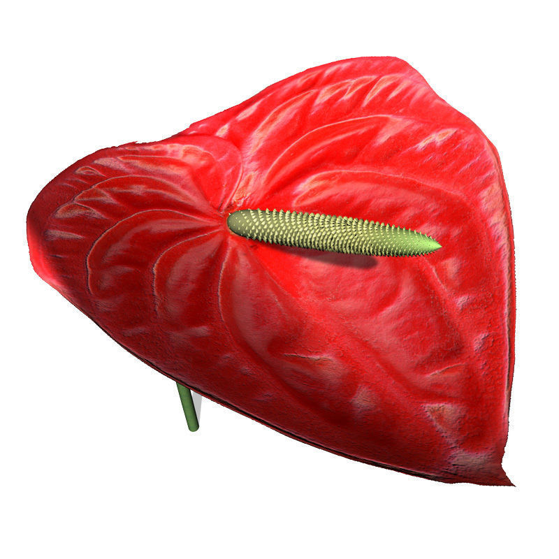 XfrogPlants Flamingo Lily 3D model_2