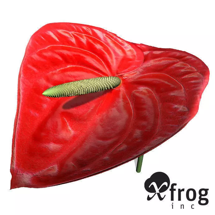 XfrogPlants Flamingo Lily 3D model_0