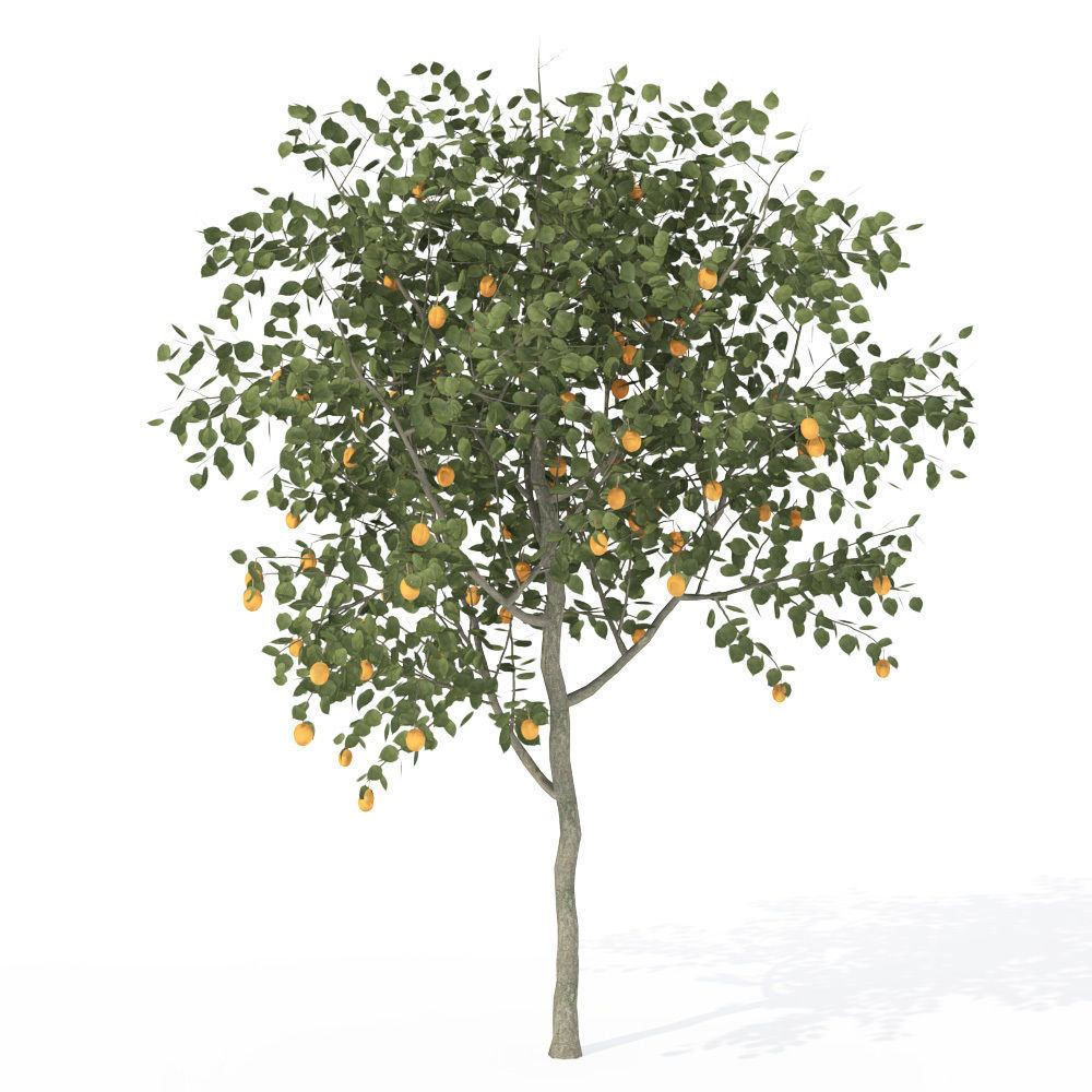 XfrogPlants Apricot 3D model_1