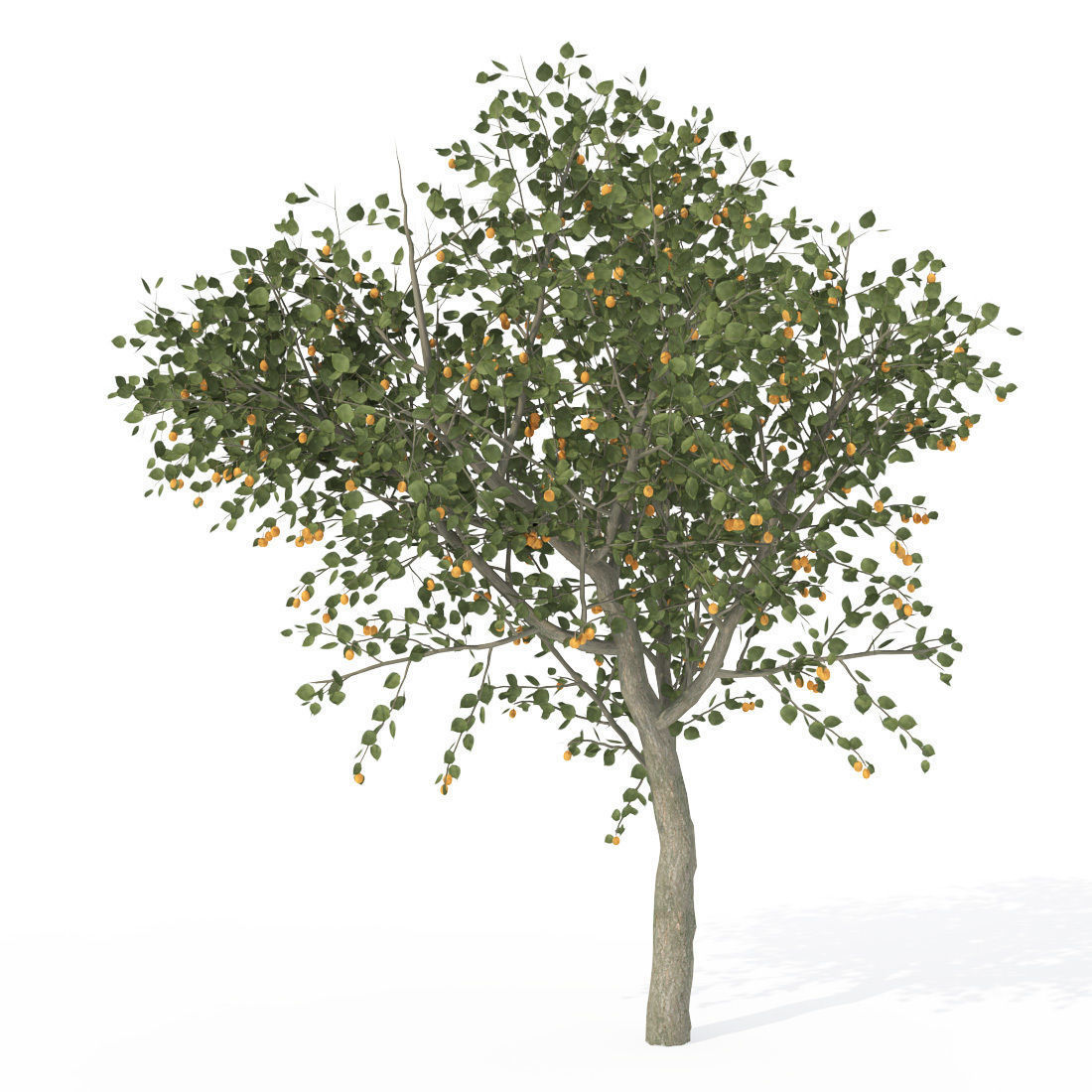 XfrogPlants Apricot 3D model_2