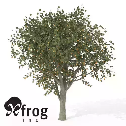 XfrogPlants Apricot 3D model
