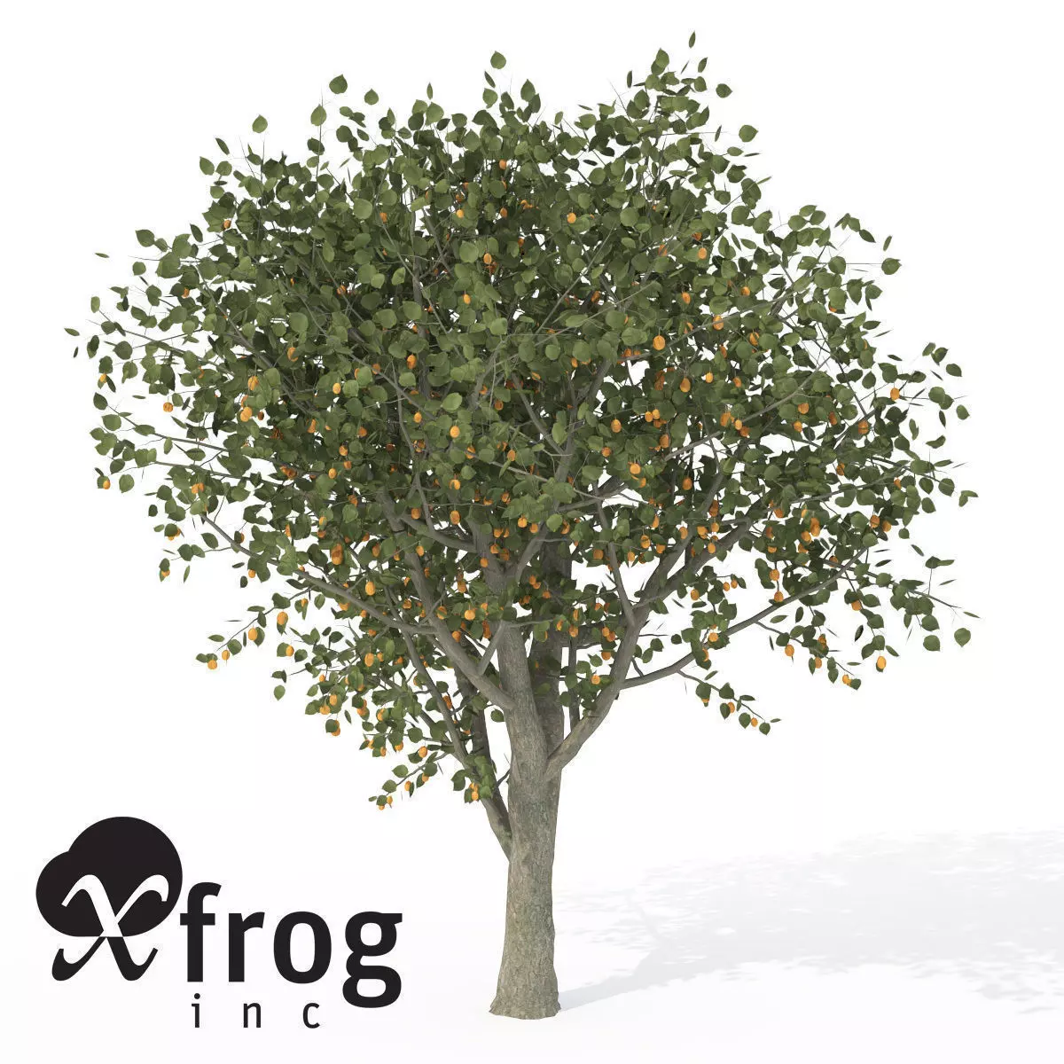 XfrogPlants Apricot 3D model_0