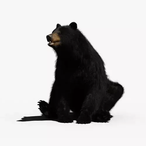 Black Bear Animated