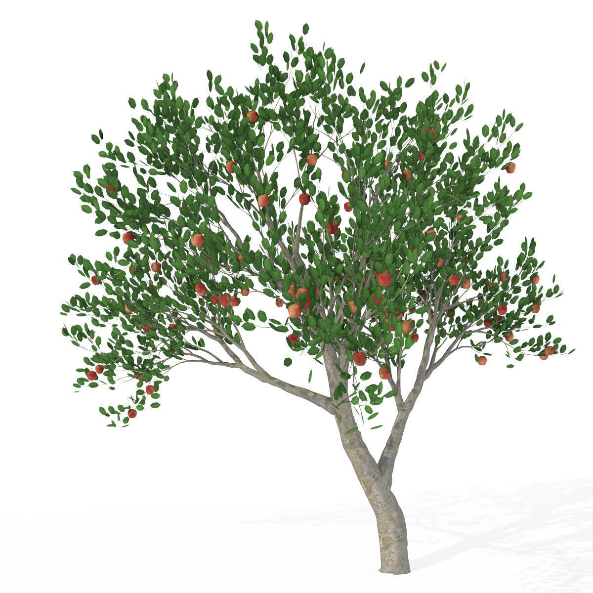 XfrogPlants Apple 3D model_2