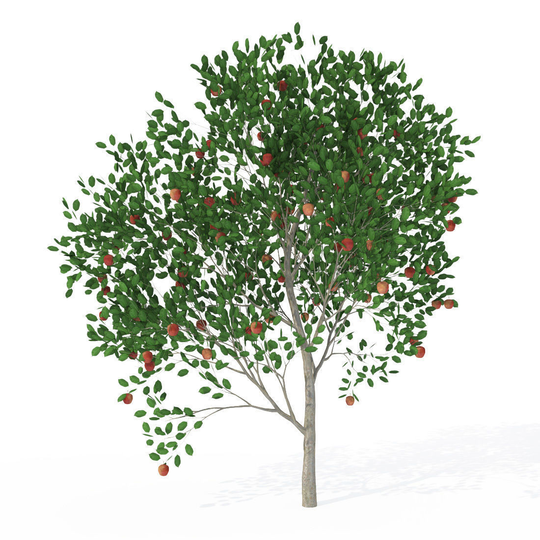 XfrogPlants Apple 3D model_1