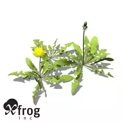 XfrogPlants Dandelion 3D model