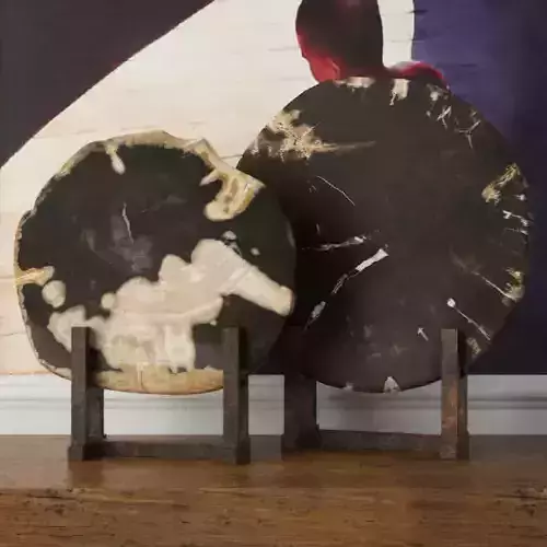 Black Petrified Wood Slices 3D model