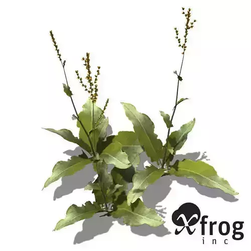 XfrogPlants Garden Sorrel