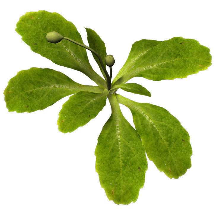 XfrogPlants Daisy 3D model_3