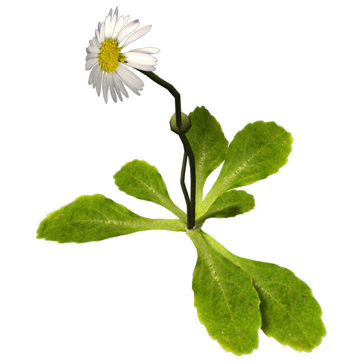 XfrogPlants Daisy 3D model_1