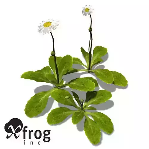 XfrogPlants Daisy 3D model