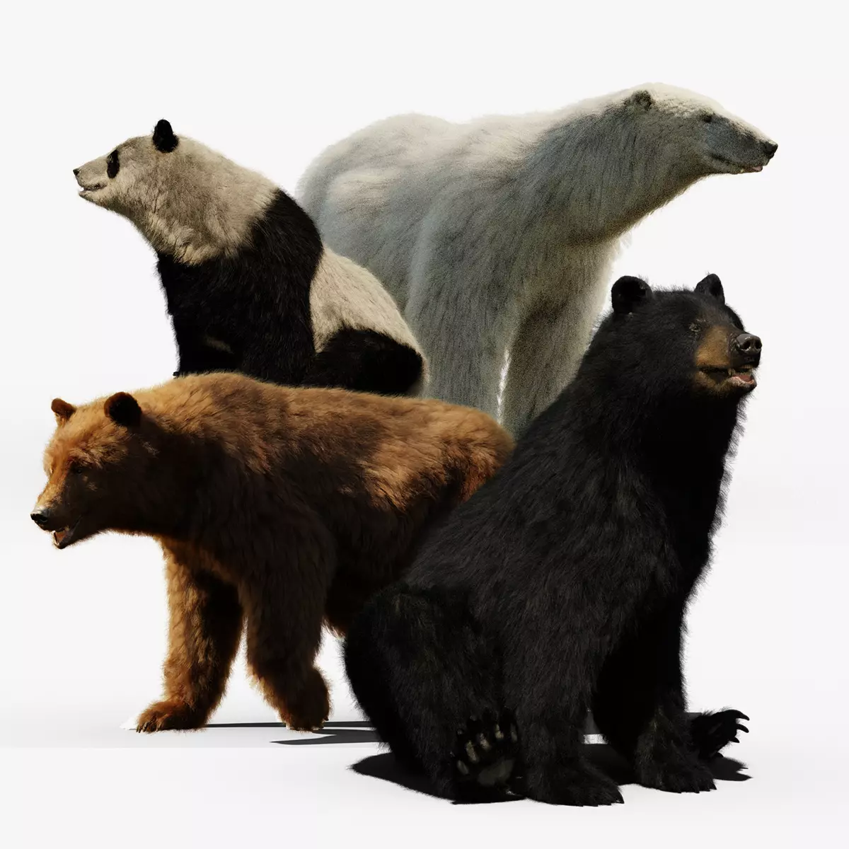 Bears 3D Model Pack