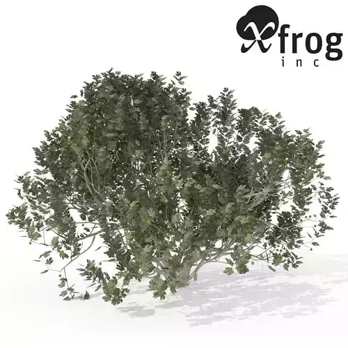 XfrogPlants Fig