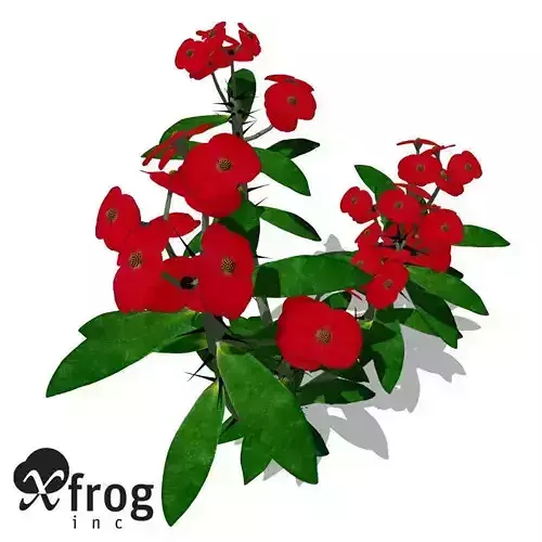 XfrogPlants Crown of Thorns 1 3D model