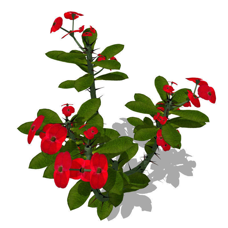 XfrogPlants Crown of Thorns 1 3D model_1