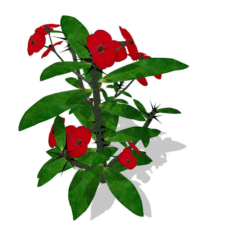XfrogPlants Crown of Thorns 1 3D model_2