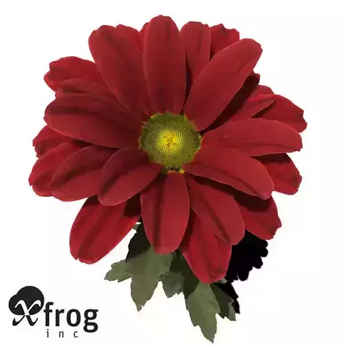 XfrogPlants Oxeye Daisy 1