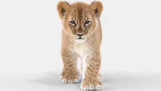 Lion Cub Animated Fur