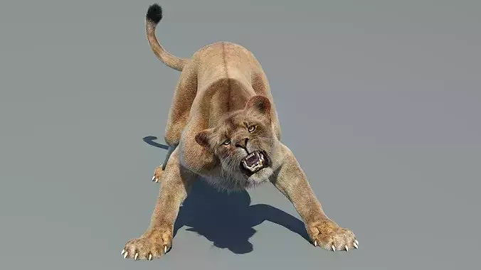 Animated Lioness Fur