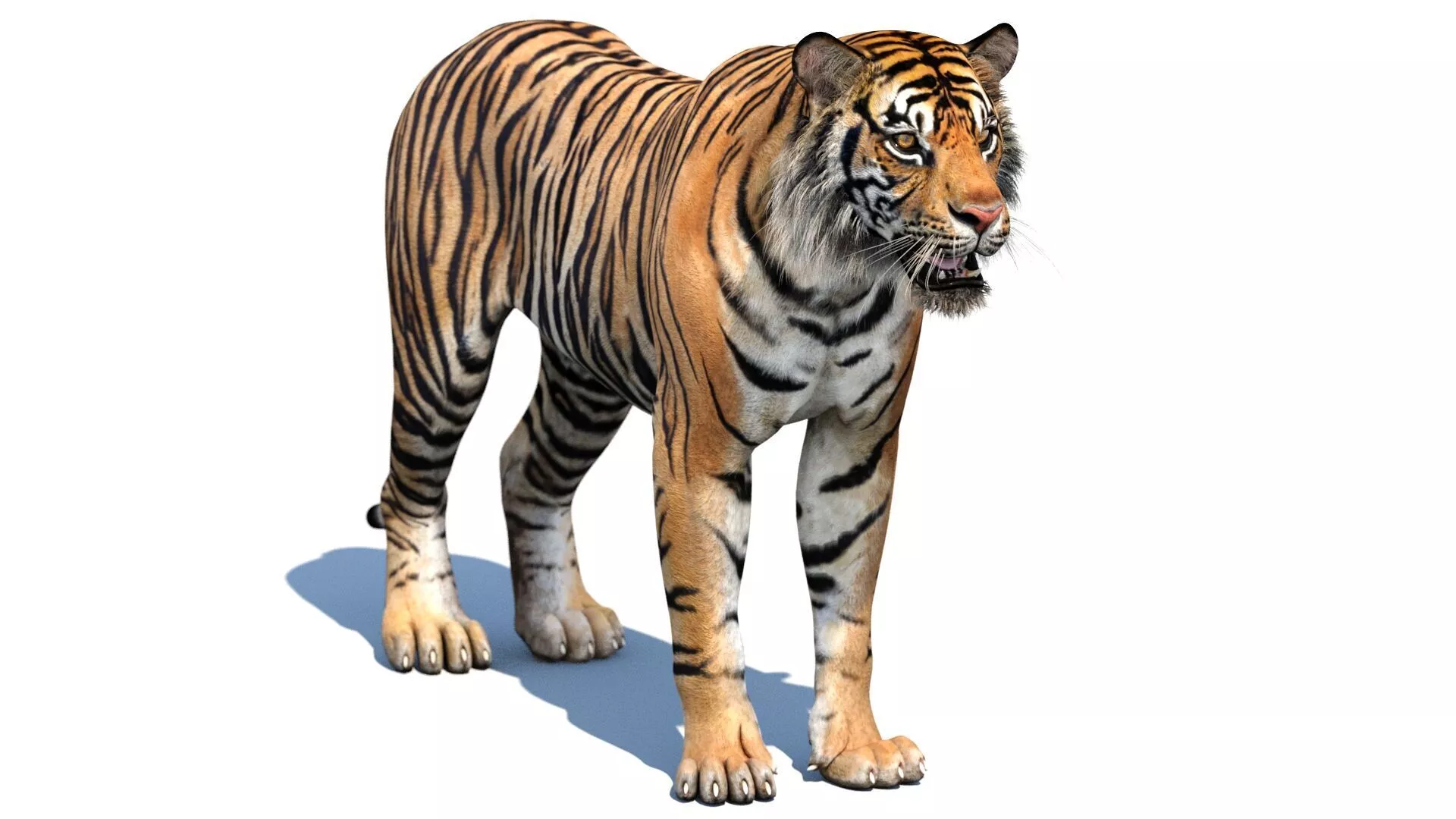 Realistic Tiger Low-poly 3D model
