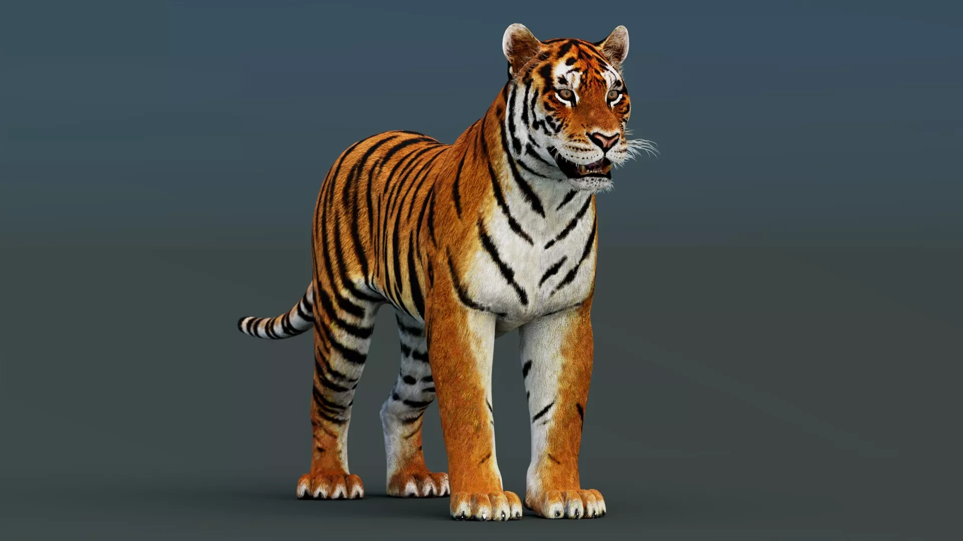 Tiger Low-poly 3D model