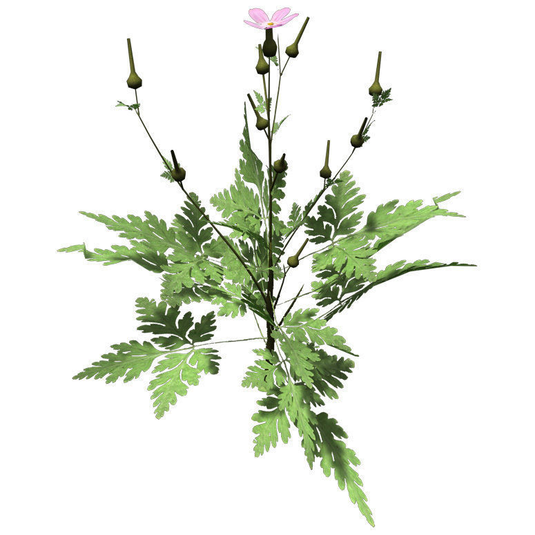 XfrogPlants Herb Robert 3D model_1
