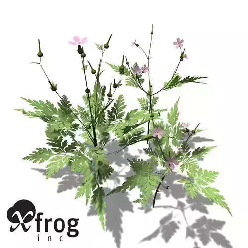 XfrogPlants Herb Robert