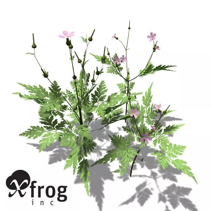 XfrogPlants Herb Robert 3D model_0