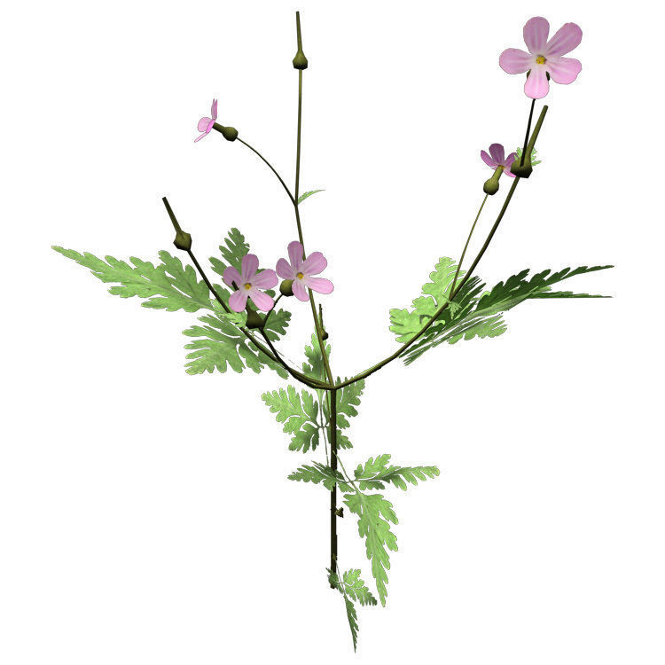 XfrogPlants Herb Robert 3D model_3